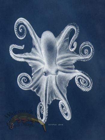 Octopus Blue 03